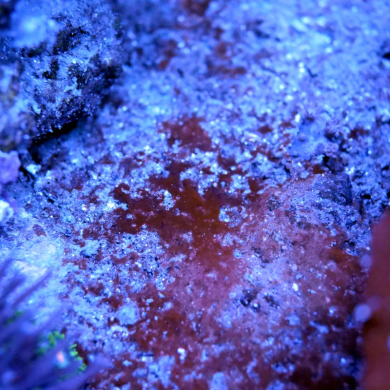 Cyanobakterien im Meerwasseraquarium bekämpfen - so geht´s